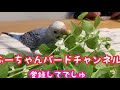 【セキセイインコ】今年も実家に帰りにーに達の歓迎を受けるふーちゃん‼️第46話