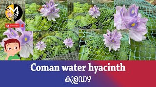 Coman water hyacinth കുളവാഴ