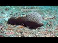 帆がカッコいい　ホタテツノハゼ　black sailfin goby　flabelligobius sp.　萤之雾