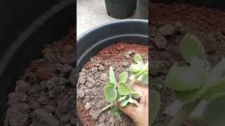 #shorts How to grow Borage plant..ದೊಡ್ಡಪತ್ರೆ ಬೆಳೆಯುವುದು..