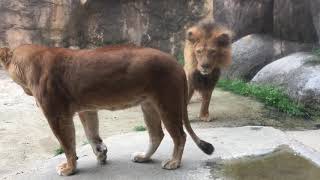 日本平動物園 ライオンのムールちゃんを優しく見つめるキング君　Lion