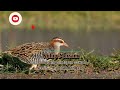 suara pikat burung sintaran sawah weris mandar dengkur ampuh