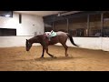 slow motion horse gaits