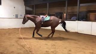 Slow Motion Horse Gaits