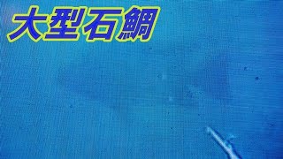 【魚突き】大型の石鯛をHIT、その後に・・・