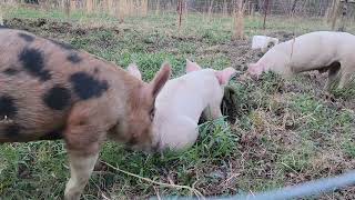 pigs rooting