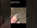 Cute baby snake 🐍 || #shorts #viral #viralshorts #trending #amazing #animal #snake #cute