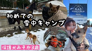 元野犬の愛犬と初めての雪中キャンプ in 岐阜県郡上NAOキャンプフィールド