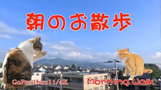 朝のお散歩819 #cat #風景