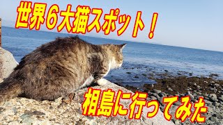 【世界6大猫スポット】福岡県の猫島（相島）に行ってみた