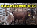 Review Harga Kambing Boer F3 dan F1 di Kandang Boerkah Jaya farm blitar