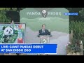 Giant pandas debut at San Diego Zoo