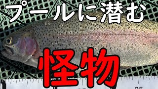 ５０ｍプールの中に巨大魚が潜んでいた⁉ まさかプールでヤシオマスが釣れるとは・・・【エリアトラウト】【管理釣り場】【栃木市総合運動公園】#プール #エリアトラウト #栃木市総合運動公園 #釣り