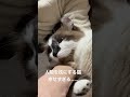 人間を枕にする猫www