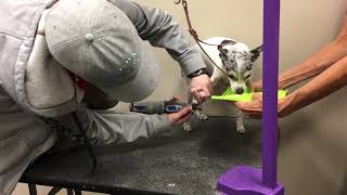 Using a Hyper Dog Licki Mat for Nail Trims
