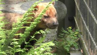 ヤブイヌ (鹿児島市 平川動物公園) 2019年4月17日