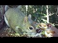 squirrels are the only animals that eat toxic buckeyes