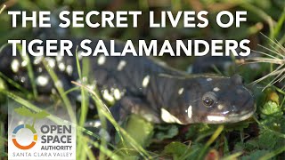 The Secret Lives of Tiger Salamanders