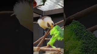 Aviary | Bird Aviary | Aviary Birds | Outdoor Aviary | Finch Aviary | Canary Aviary  #aviary #canary