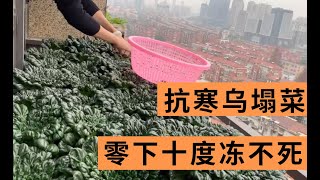 阳台种了20盆乌塌菜，越冻口感越好，来一碗香喷喷的猪油菜炒饭