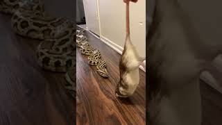 Rocky My Giant Python Vs HUGE Rat! 🐀🐍