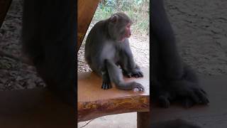 Pretty chill Formosan Rock Macaque 台灣獼猴