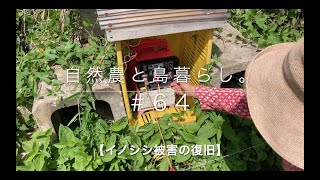 【ゼロからの自然農】イノシシ被害の復旧｜初めての獣害｜#64｜Natural Farming