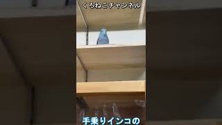 インコに何を吹き込んでるんだかｗ #Shorts