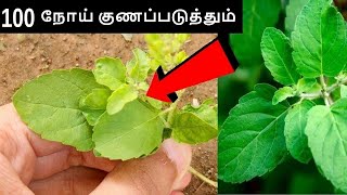 இந்த இலை ஒன்னு போதும் 100 க்கு மேட்பட்ட நோய்களை குணப்படுத்தும் ocimum sanctum benefits