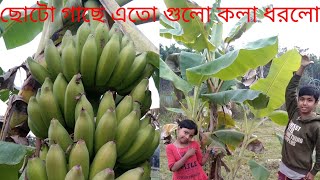 এত কলা 😍 ছোট্ট কলা গাছে অনেক কলা #village banana garden#nature beauty