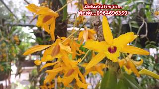 เหลืองจันซันไรส์ ,Dendrobium Chanthaboon sunrise  กล่วยไม้พันธุ์ผสมเหลืองจันทบูรณ์,ติดต่อ 0964696359