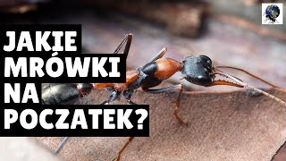 JAKIE MRÓWKI DLA POCZĄTKUJĄCYCH? [Poradnik]