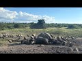 Safari in Botswana Changed My Perspective Forever