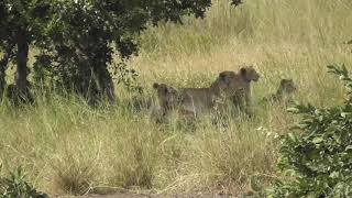 Elephant spoil Lions breakfast on a cold windy winter morning.🤣🤣