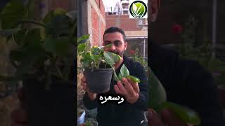 افضل نباتات الظل ب الاسعار 🌿🌸 #زراعة_الأسطح #زراعة #garden #اشجار #plants #شجر