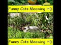 baby funny cats 2021 183 cute and funny cat videos 2021 compilation funny cats meowing hd