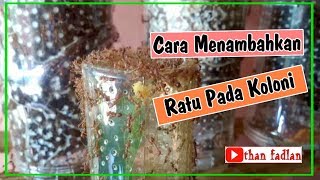 Cara menambahkan ratu pada koloni