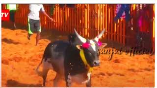 #Kattapa#mass#jallikattu#whatsapp#status 😈களத்தை அதிரவிட்ட கட்டபா💥🤙