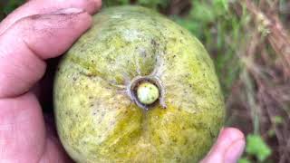 Picking fruit at a biodynamic tropical fruit farm, Florida