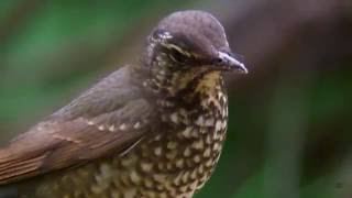 マミジロ（1）さえずり（戸隠） - Siberian Thrush - Wild Bird - 野鳥 動画図鑑