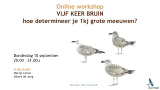 Online workshop: hoe determineer je 1kj grote meeuwen? Deel I