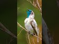 Bare Throated Bellbird Sounds Like Strange Metal Flute #birdsounds #birdsound