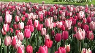 Tulip collection 'Mixed Delights' - FarmerGracy.co.uk