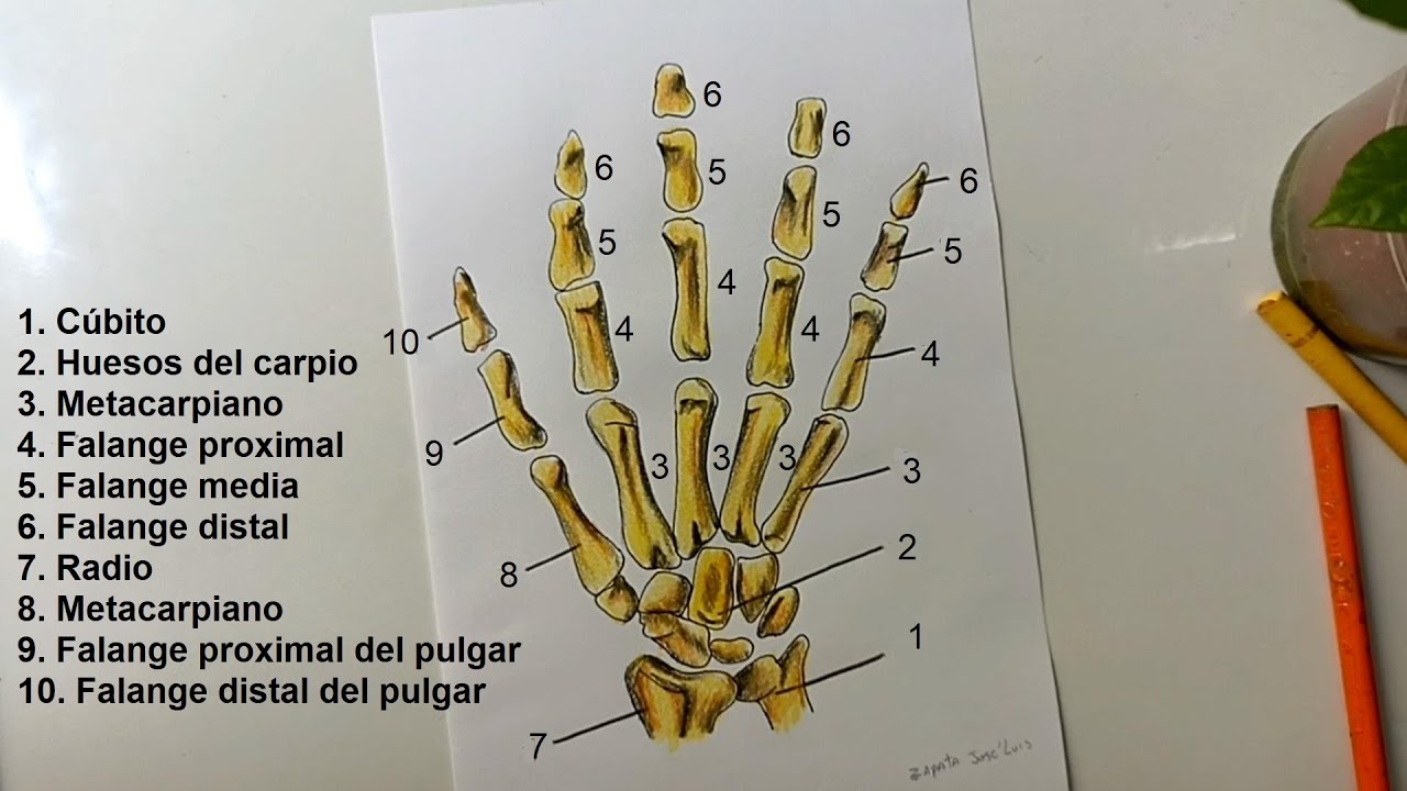 Dibujo De La Mano Dibujos De Manos Y Fotos Como Dibujar Manos
