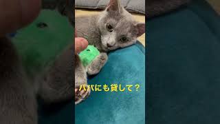 「パパには貸さない！」な猫（ロシアンブルー）#shorts