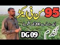 Highest yielding variety of Gandam || dg09 wheat farming  || گندم کی سب سے زیادہ پیداوار