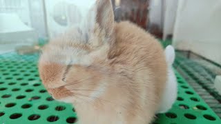 可爱兔子cute rabbit, lovely puppy