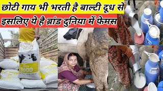 क्यों है Tiwana Feed दुनिया में फेमस ll Tiwana 8000 ll ganesh dairy farm ll cow ll