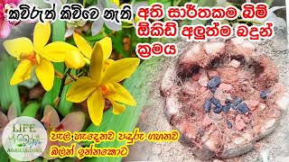 Ground orchid cultivation | ඉතා සාර්තකම පොල් ලෙලි බඳුන් ක්‍රමය 🪴| බිම් ඕකිඩ් පැලයක් නිවැරදිව සිටුවීම