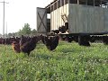 releasing birds on fresh pasture